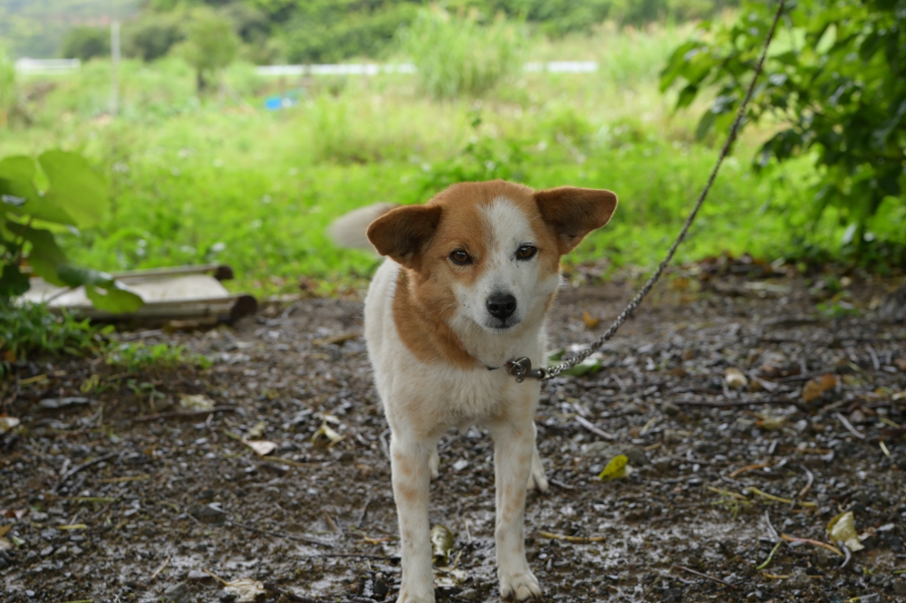 金井工芸で飼われている犬