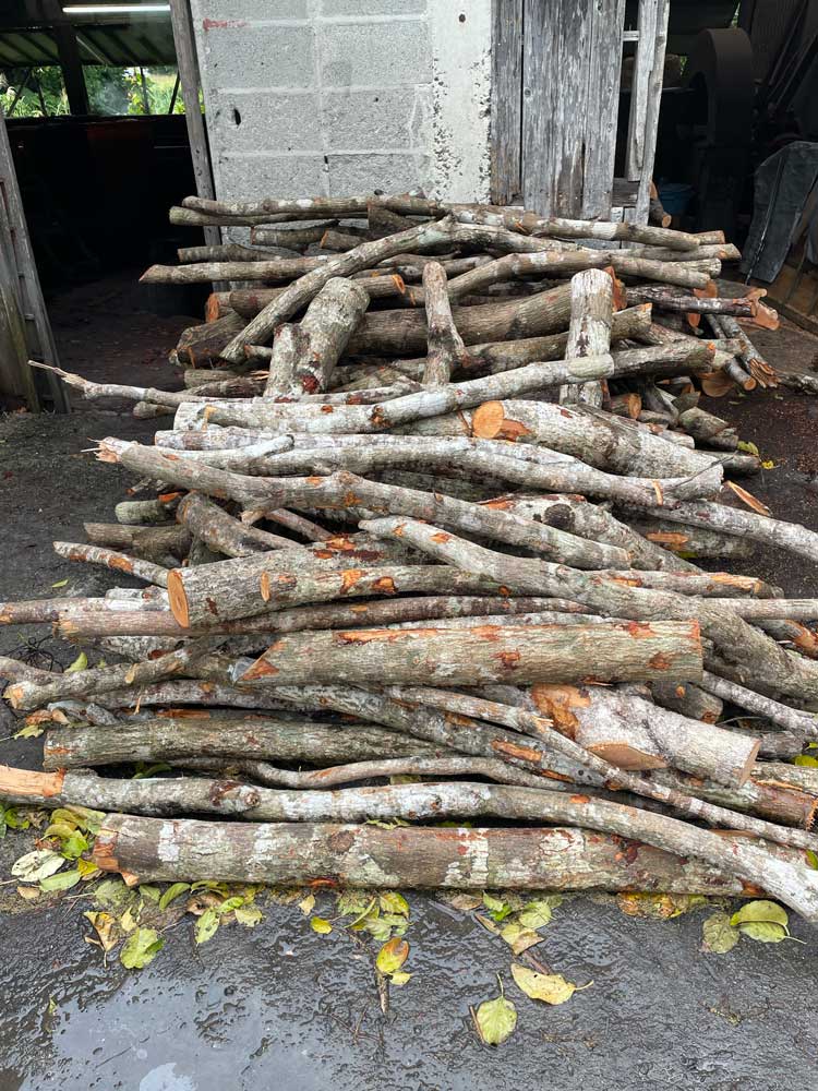 奄美方言えテーチ木と言われる車輪梅(しゃりんばい)